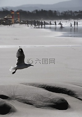 海鷗,海灘,鳥