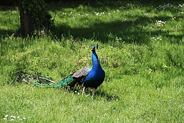 鳥(niǎo),孔雀,草坪