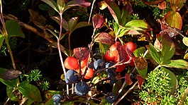 漿果,藍莓,水果