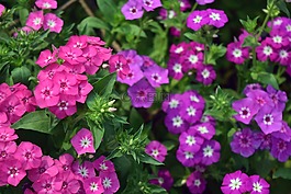 花,自然,植物區(qū)系