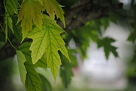 葉子,綠色,樹