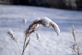 冬天,雪,野獸-從東