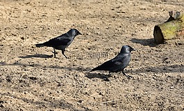corvidae,黑色,鸟