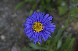 阿斯特,花,开花