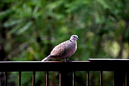 鳥,羽毛,自然