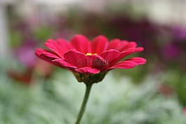 花,植物區(qū)系,自然