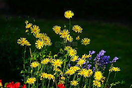 鮮花,花園,黃色