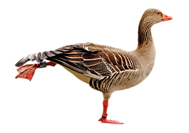 鵝,鳥,孤立