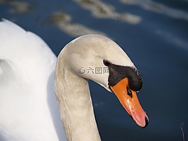 鳥(niǎo),天鵝,動(dòng)物