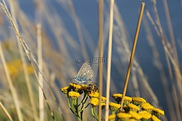 蝴蝶,蜜蜂,性質(zhì)
