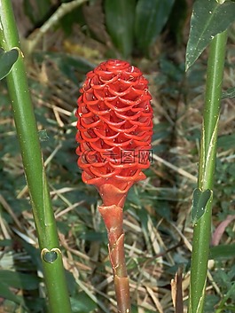 花,熱帶地區(qū),性質(zhì)