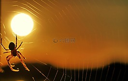 蜘蛛,太陽(yáng),日落