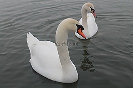 天鵝,湖,鳥(niǎo)