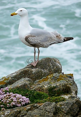 鳥(niǎo),海鷗,性質(zhì)