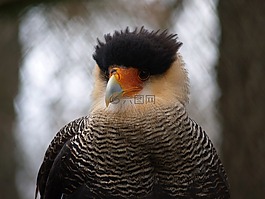 獵鷹,鳥(niǎo),猛禽