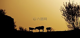 動物,水牛城,對著光