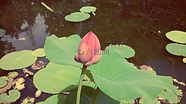 蓮花,夏季,花卉