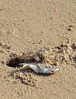 海灘,癌癥,魚