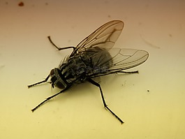 假如,飛,昆蟲