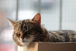 貓,休息,睡眠