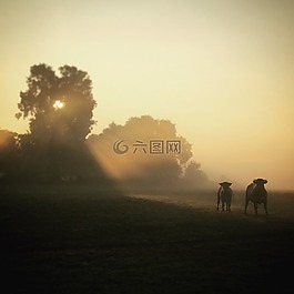 日出,母牛,牛