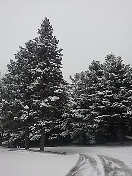 雪,樹(shù),冬天