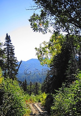 森林,樹(shù)木,天空