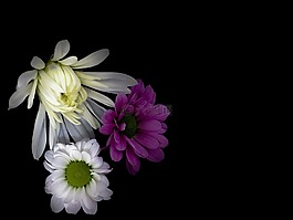 鮮花,雛菊,混合