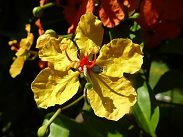 開花,黃色,黃色花