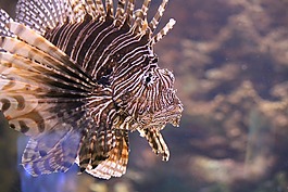 獅子,水族館,魚