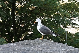 鷗,海鷗,鳥(niǎo)