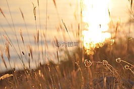 abendstimmung,日落,halme
