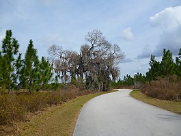 道路,伍茲,樹(shù)