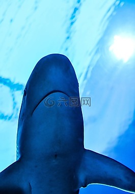 鯊魚,水族館,水下