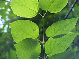 葉,綠色,靜脈