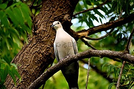 鳥,鴿子,自然