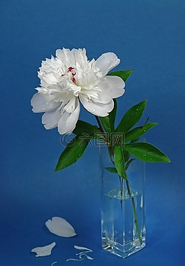 鮮花,牡丹,粉紅色