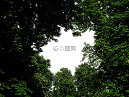 森林,叢林,雨林
