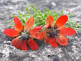 馬克,鮮花,植物