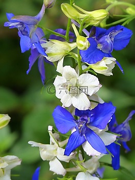 鲜花,金鱼草,conillets