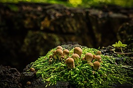蘑菇,秋季,樹(shù)樁