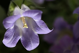 花,紫,紫色的小花