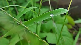 露珠,清新,小草