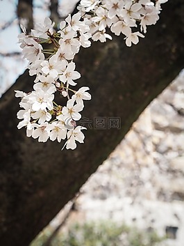 櫻桃,日本,鮮花
