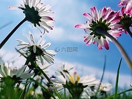 雛菊,madelief,性質(zhì)