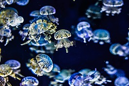 海蜇,水族館,熱帶魚