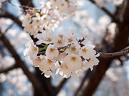 櫻桃,日本,鮮花