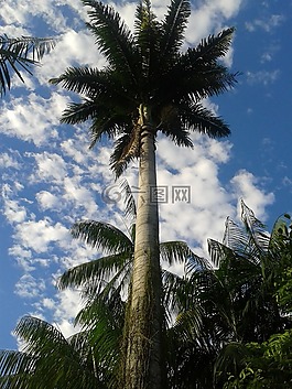 棕榈,天空,巴西