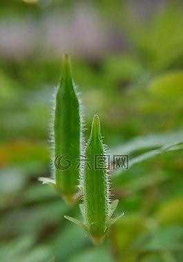 野花,清新,特寫