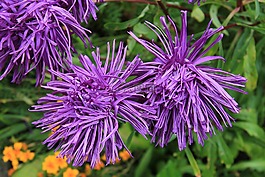 射線翠菊,阿斯特,開花